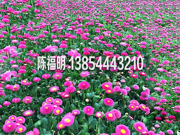 雏菊.jpg