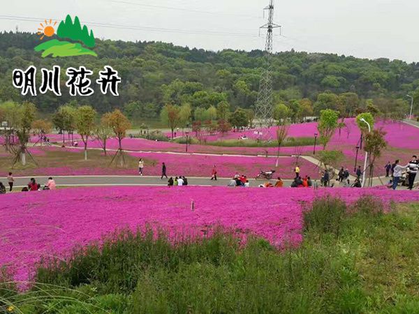 芝樱花海.jpg