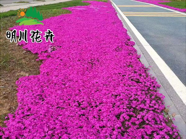 芝樱花海