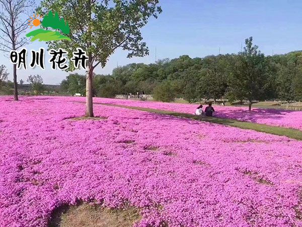 芝樱花海