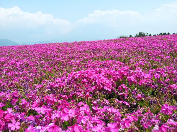 芝樱小苗批发